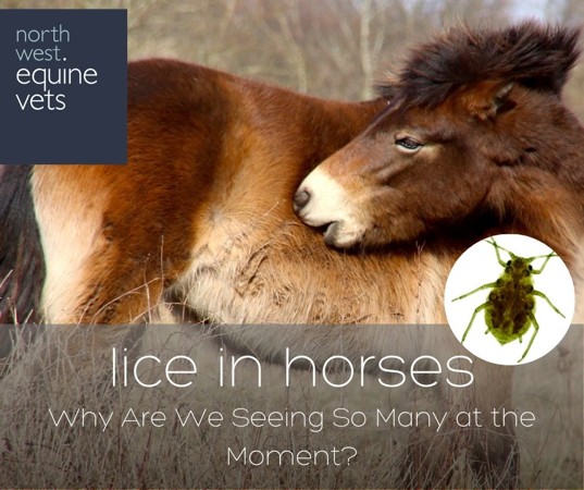 Copy Of Copy Of Copy Of Copy Of Ay Pink Par Peetal Ke Saath Geometric Style (1)