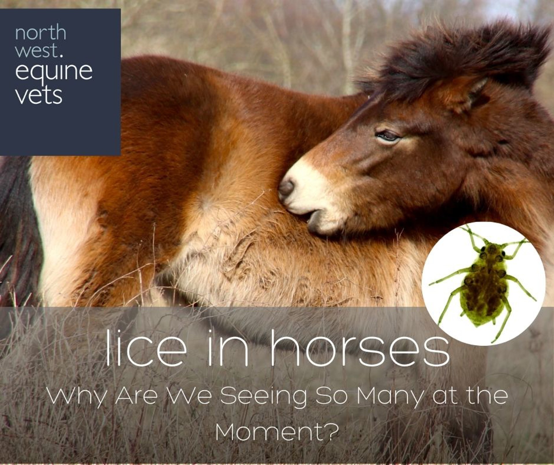 Background image - Copy Of Copy Of Copy Of Copy Of Ay Pink Par Peetal Ke Saath Geometric Style (1)