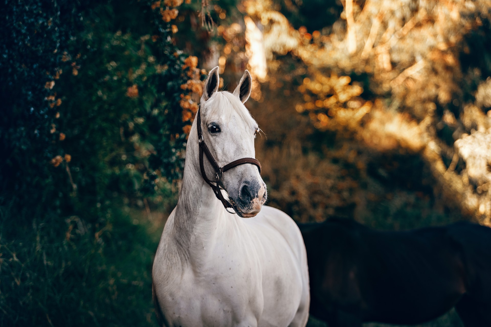 Background image - Helena Lopes Rotyxo1m0wo Unsplash