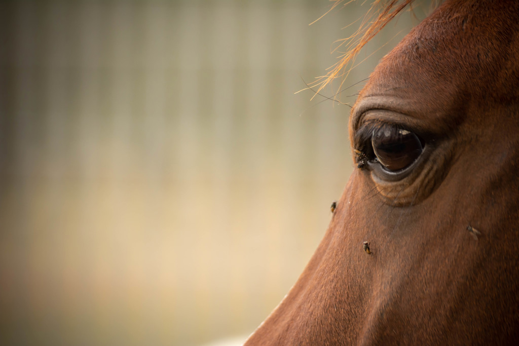 Clinical signs associated with allergy in horses