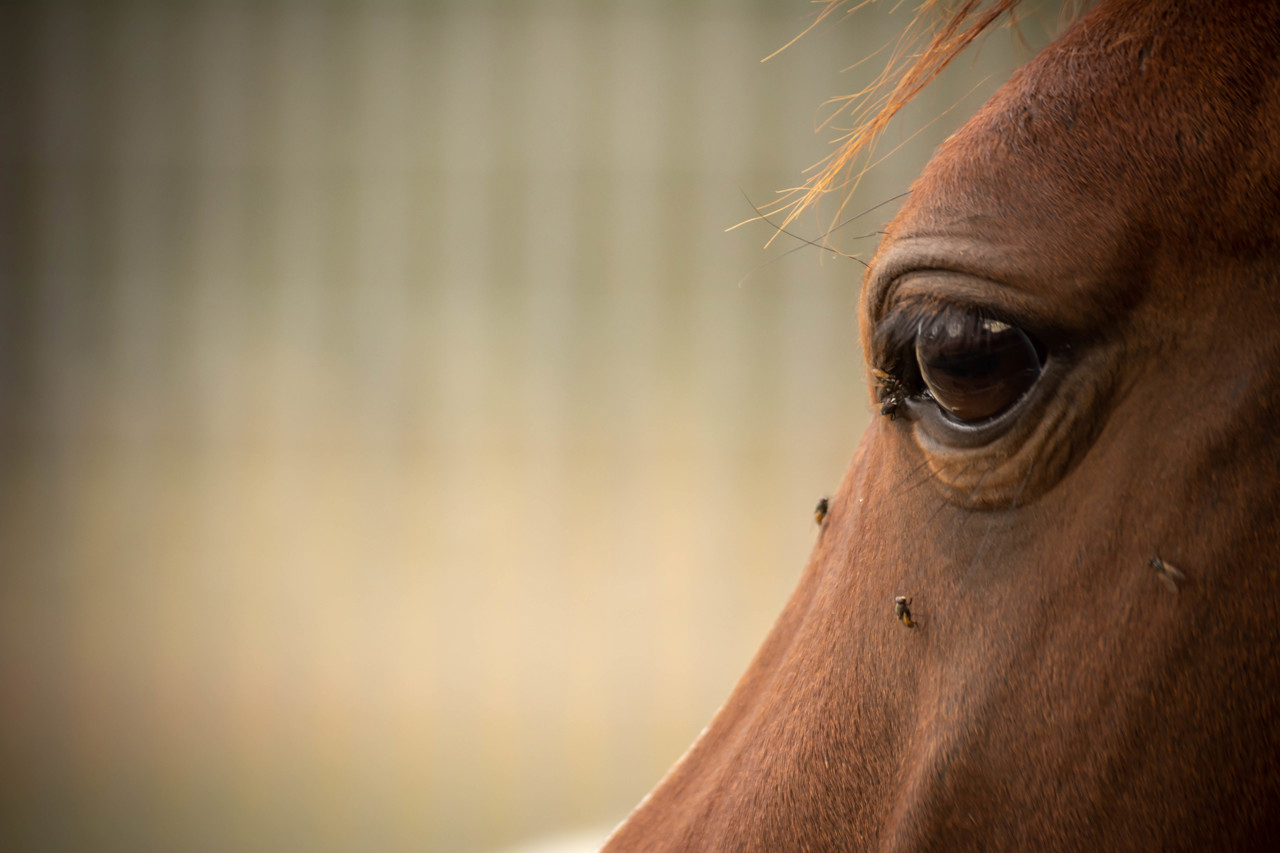 Clinical signs associated with allergy in horses