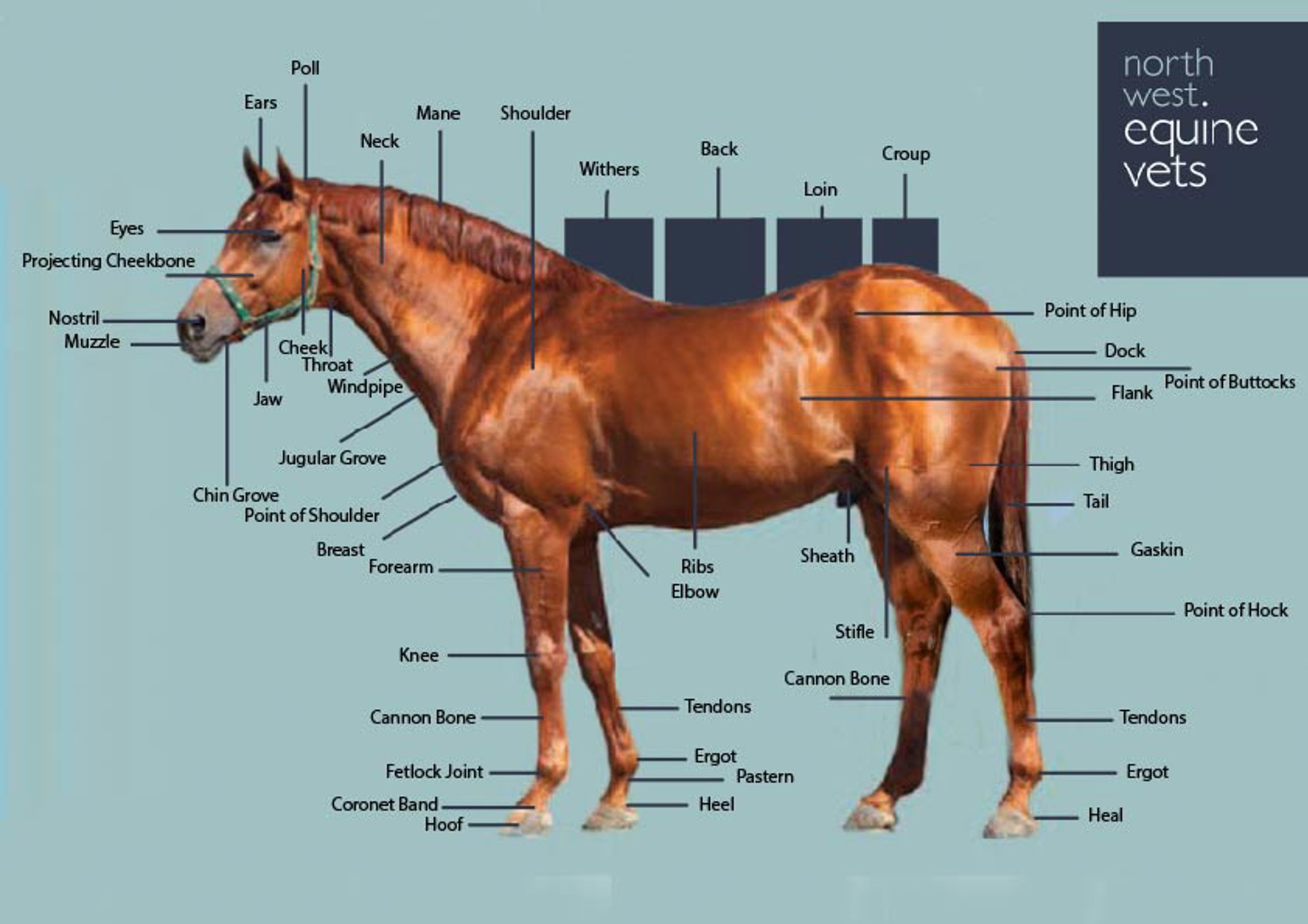 Background image - Points Of The Horse Copy