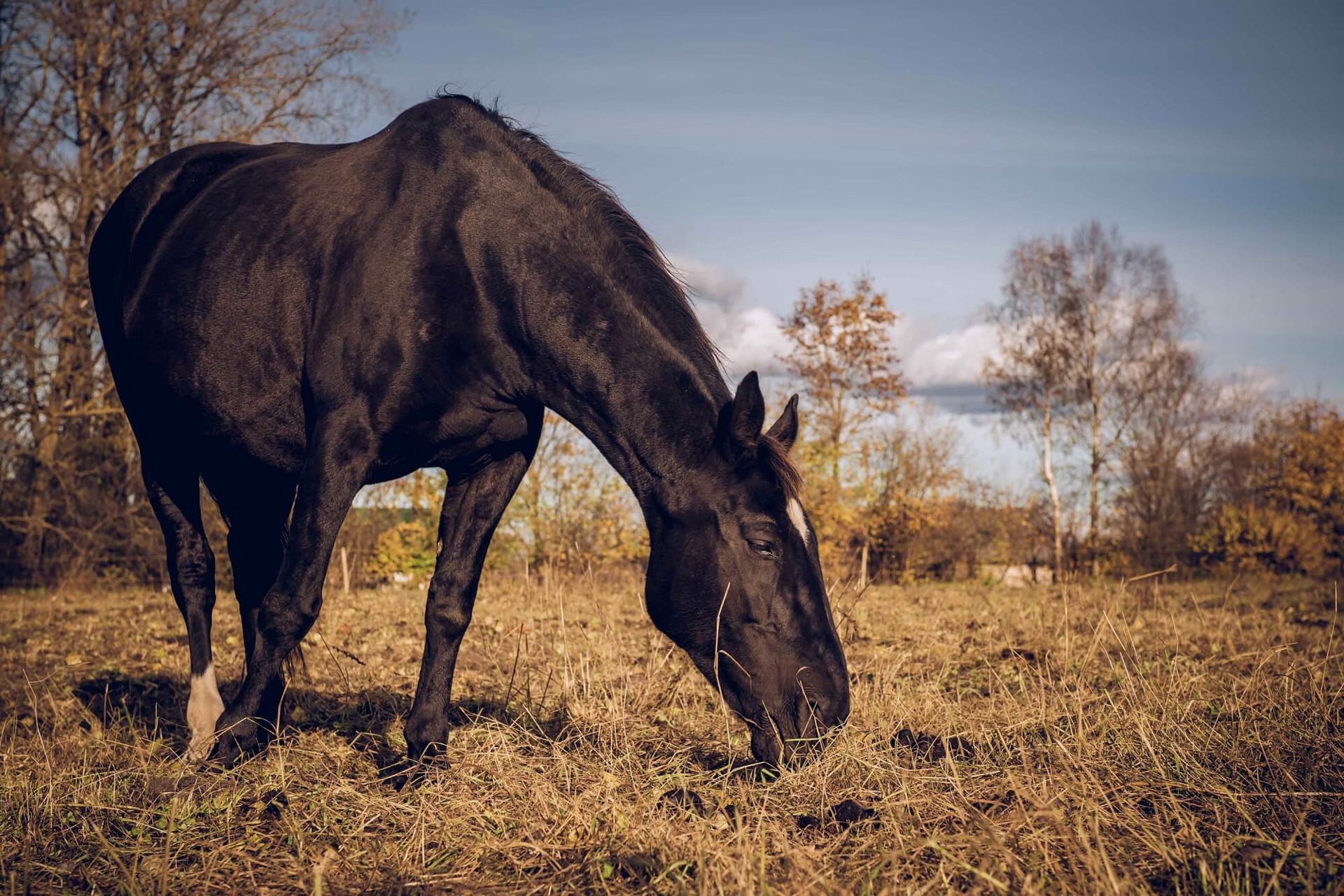 Background image - Photodune 7977464 Horse L
