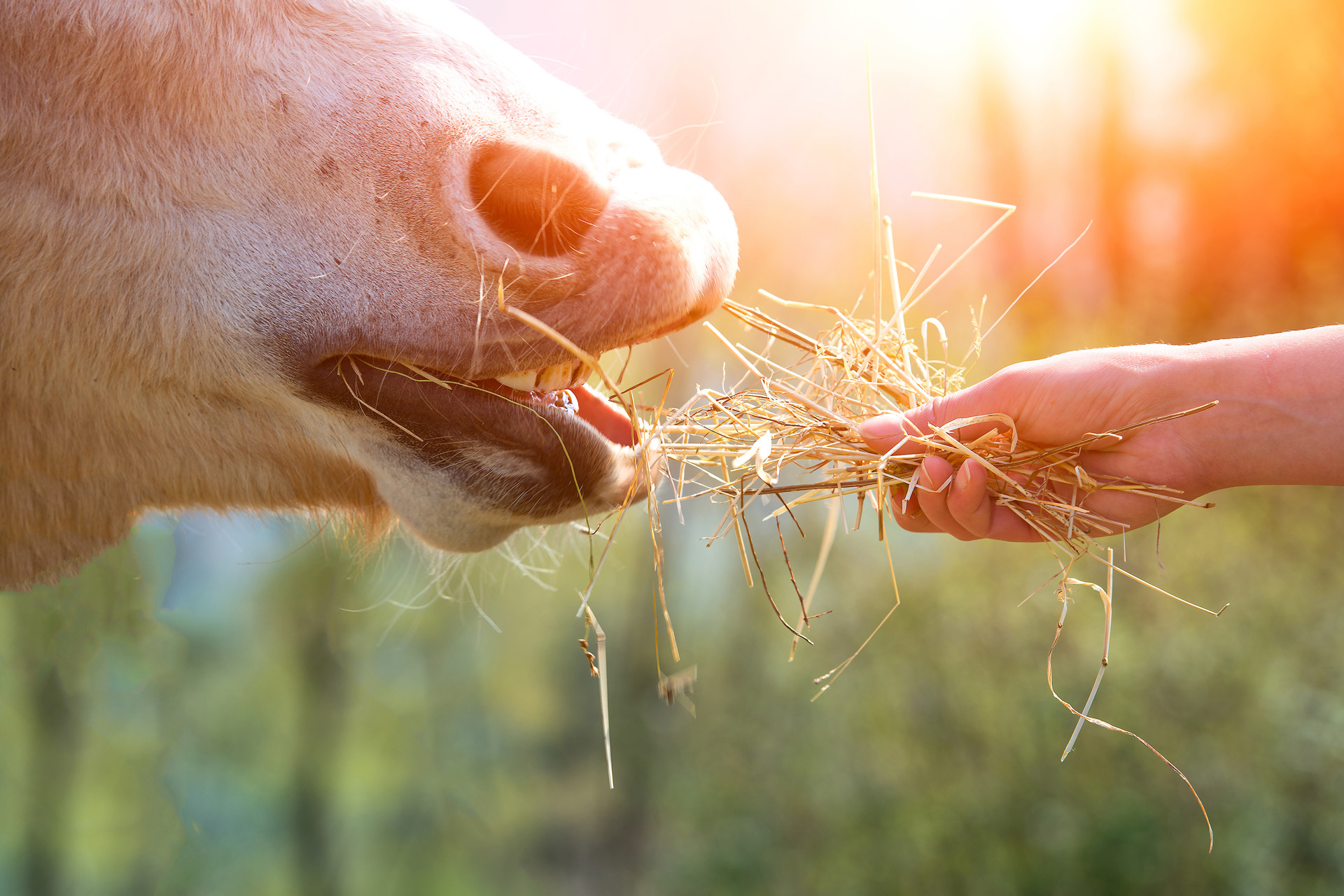 Background image - Istock 524556490