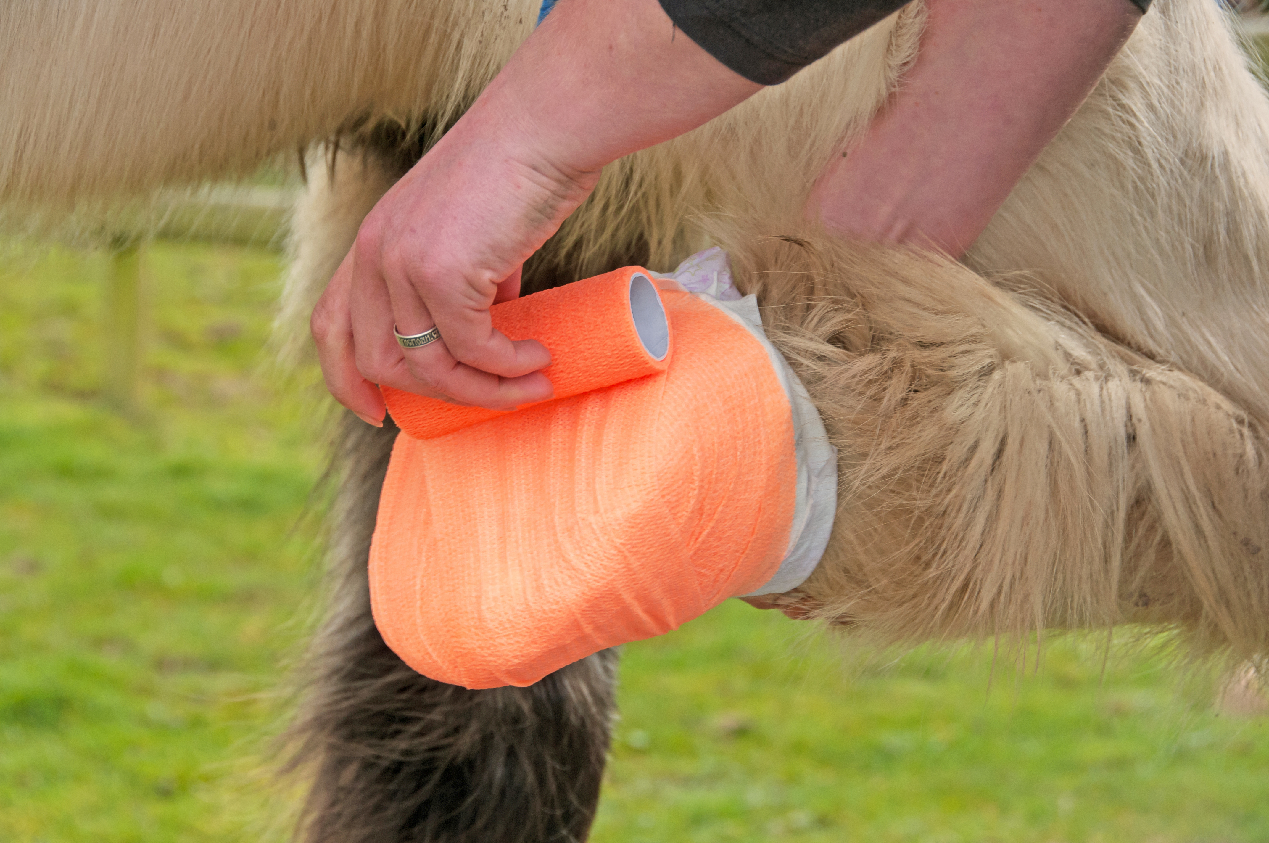Hoof Cracks in Horses and How to Treat Them [Guide] | Mad Barn