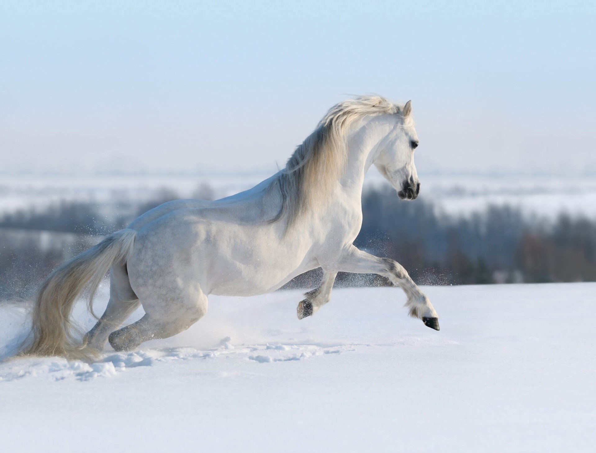 Background image - White Horse Galloping On Snow Hill L